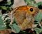 Saltabardisses de solell (Pyronia cecilia) © Josep Maria Solé Molins
