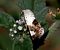 Acontia lucida © Josep Maria Solé Molins