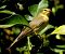 Mosquiter de passa (Phylloscopus trochilus) © Josep Maria Solé Molins