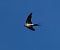 European Red-rumped Swallow - Josep Maria Solé Molins