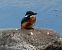 Blauet (Alcedo atthis) © Josep Maria Solé Molins