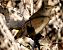 Boscarla de canyar (Acrocephalus scirpaceus) © Josep Maria Solé Molins