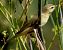 Willow Warbler - Josep Maria Solé Molins