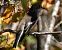 European Pied Flycatcher - Josep Maria Solé Molins