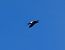 European Red-rumped Swallow  - Josep Maria Solé Molins