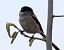 Long-tailed Tit (Aegithalos caudatus) © Josep Maria Solé Molins