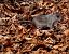 Black Rat (Rattus rattus) © Josep Maria Solé Molins