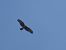 European Honey Buzzard (Pernis apivorus) © hidden author