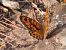 Margenera comuna (Lasiommata megera) © Autor ocult