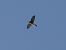 Common Kestrel (Falco tinnunculus) © hidden author
