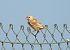 Pardal comú (Passer domesticus) © Autor ocult
