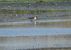 Territ de Baird (Calidris bairdii) © Autor ocult