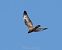 European Honey Buzzard (Pernis apivorus) © Miguel Jodas Gomis