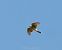 Esparver vulgar (Accipiter nisus) © Miguel Jodas Gomis