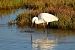 Martinet blanc (Egretta garzetta) © Pol Roqueta