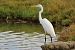 Agró blanc (Ardea alba) © Pol Roqueta