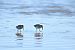 Territ variant (Calidris alpina) © Pol Roqueta