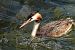 Cabussó emplomallat (Podiceps cristatus) © Pol Roqueta