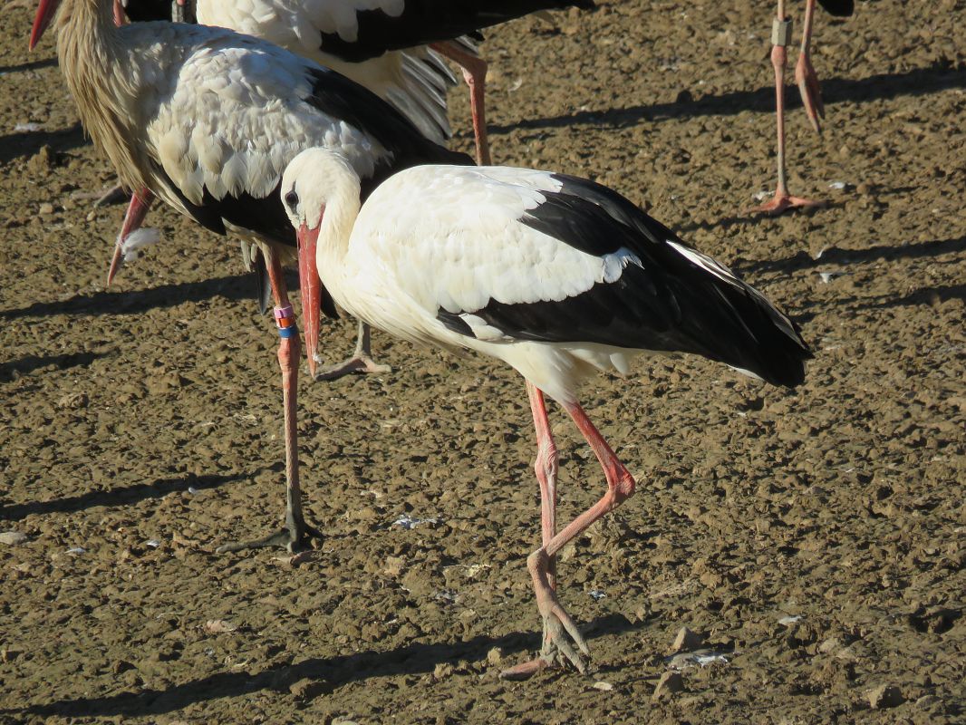 Cigonya blanca  - Èric Capdevila Mezcua