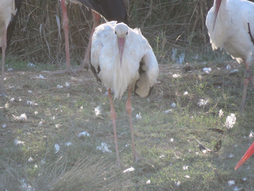 Cigonya blanca  - Èric Capdevila Mezcua