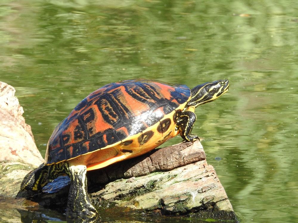 Tortuga de Nelson de Florida  - Carlos Alvarez-Cros