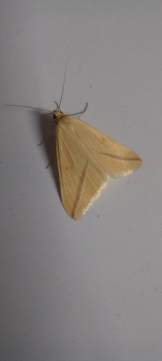 Rhodometra sacraria  - Pancho Pou