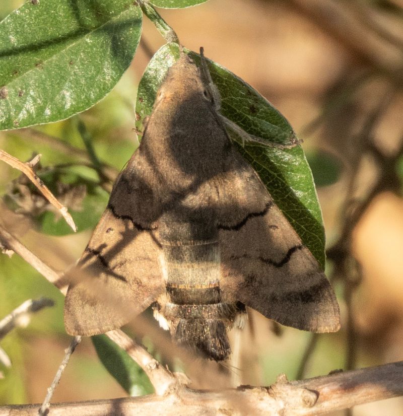 Macroglossum stellatarum  - Màrius Domingo