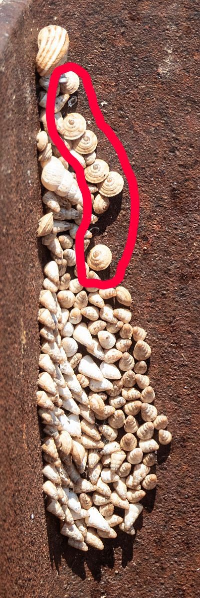 Trochoidea elegans  - Màrius Domingo