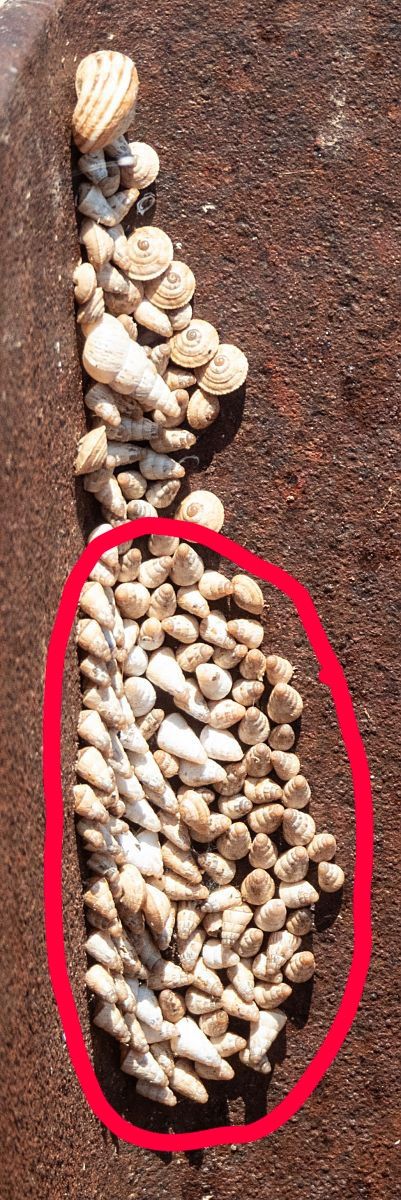Cochlicella acuta  - Màrius Domingo