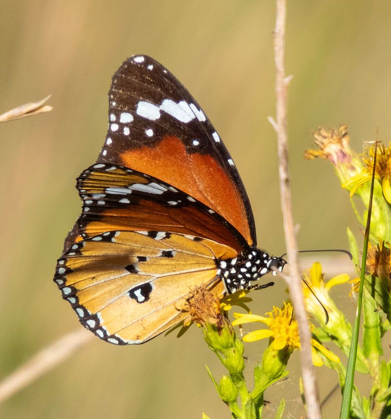 Papallona tigre  - Màrius Domingo