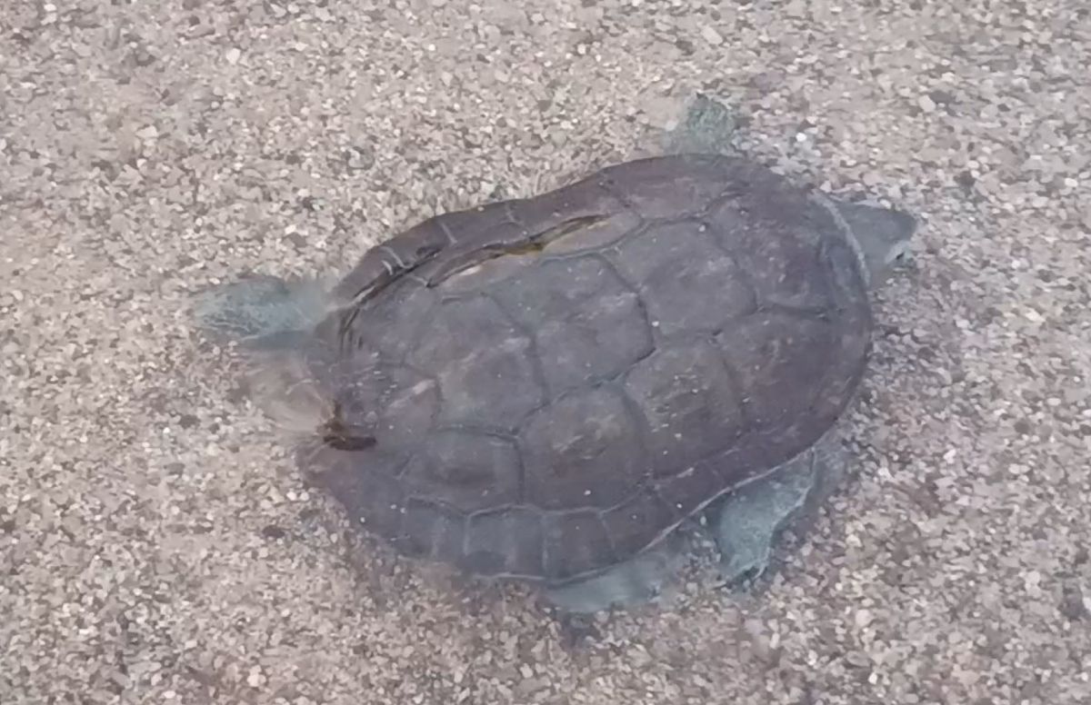 Tortuga de rierol  - Javier Romera Cabrera
