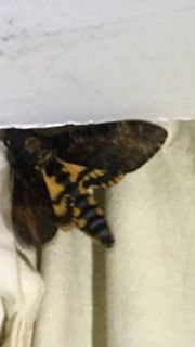 Acherontia atropos  - Daniel Blanes Dalmau