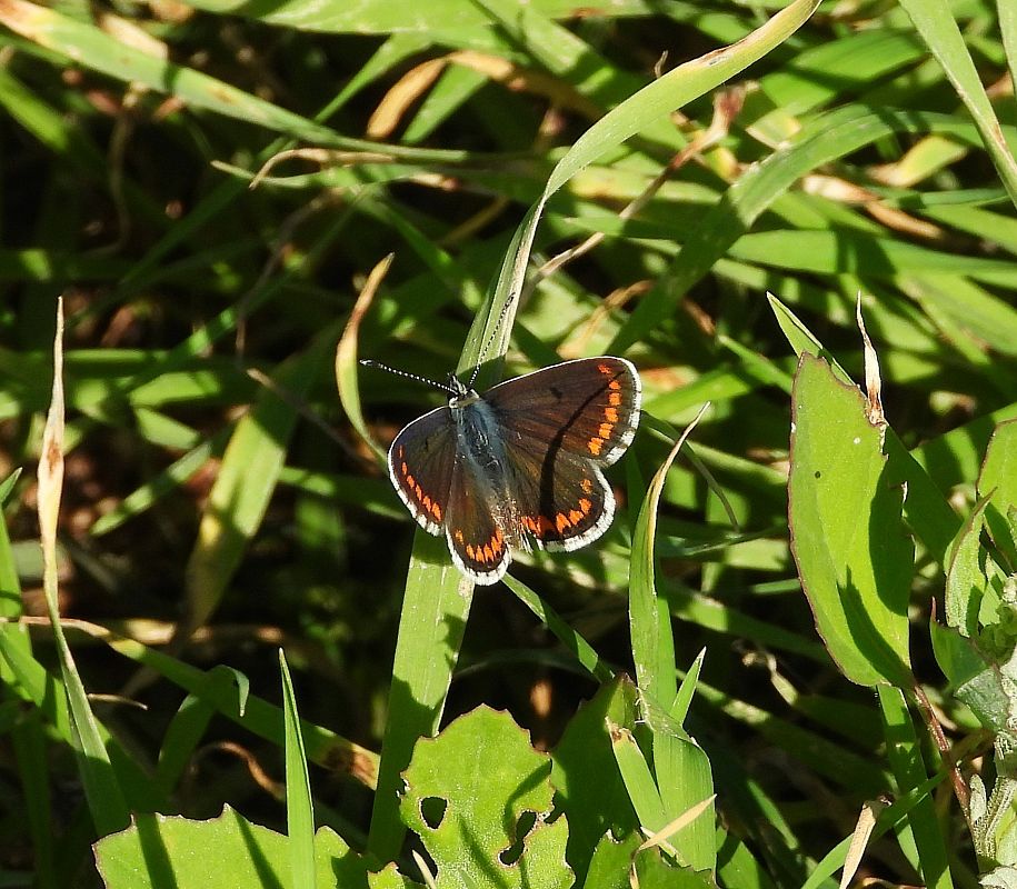 Moreneta meridional  - Eulàlia Maspons