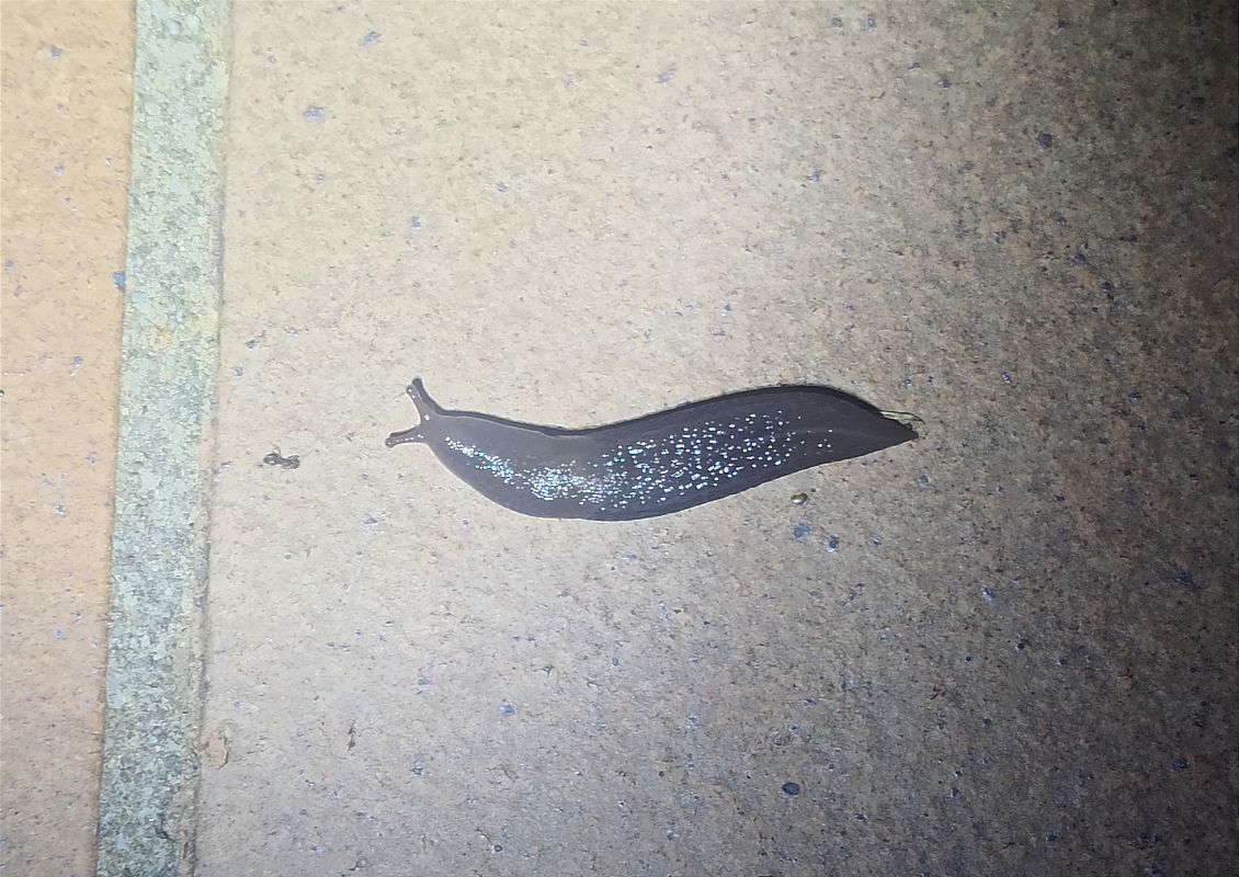 Limacus flavus  - Toni Alonso Jardí