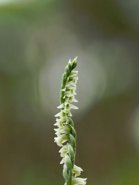Spiranthes spiralis  - Ramon Calvet i Falgueras
