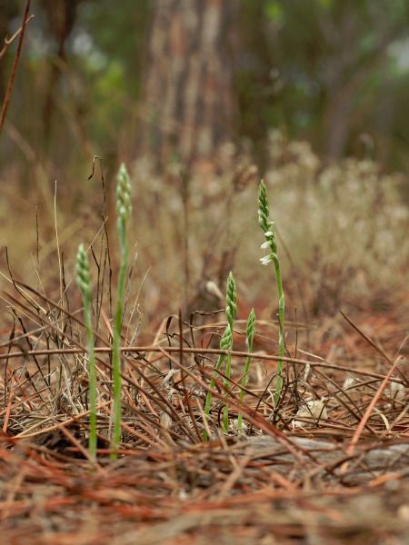 Spiranthes spiralis  - Ramon Calvet i Falgueras