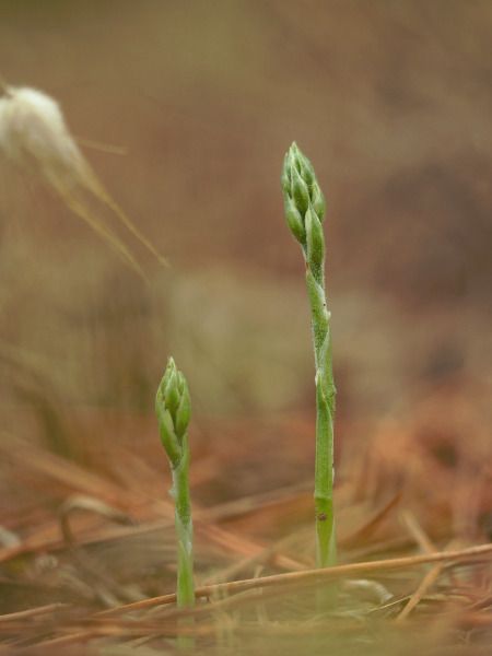 Spiranthes spiralis  - Ramon Calvet i Falgueras
