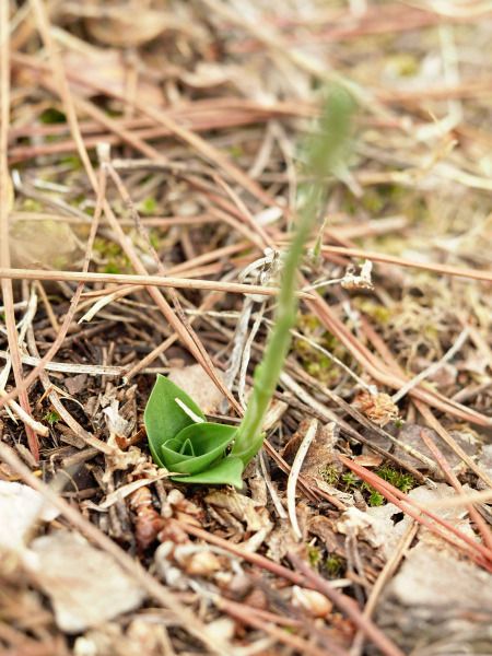 Spiranthes spiralis  - Ramon Calvet i Falgueras