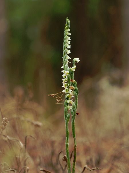 Spiranthes spiralis  - Ramon Calvet i Falgueras