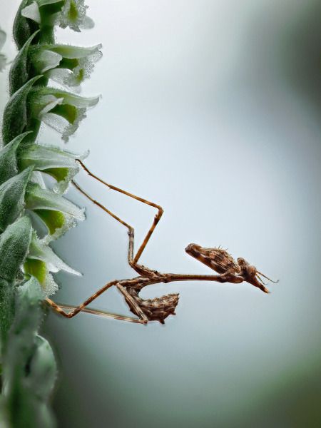 Spiranthes spiralis  - Ramon Calvet i Falgueras