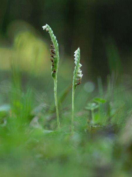 Spiranthes spiralis  - Ramon Calvet i Falgueras