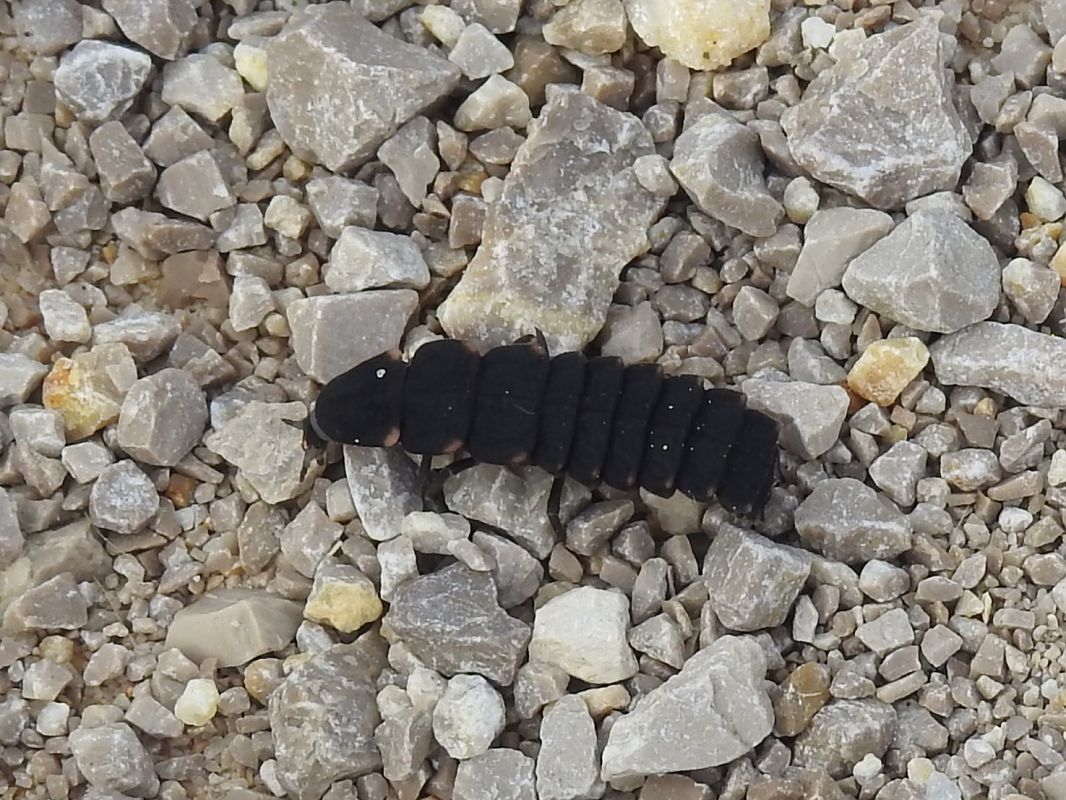 Nyctophila reichii  - Xavier Elizondo