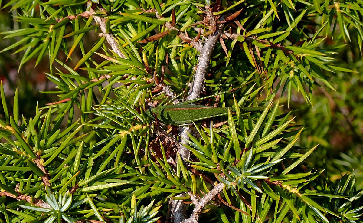 Phaneroptera sp.  - Jordi Castellet Figueras