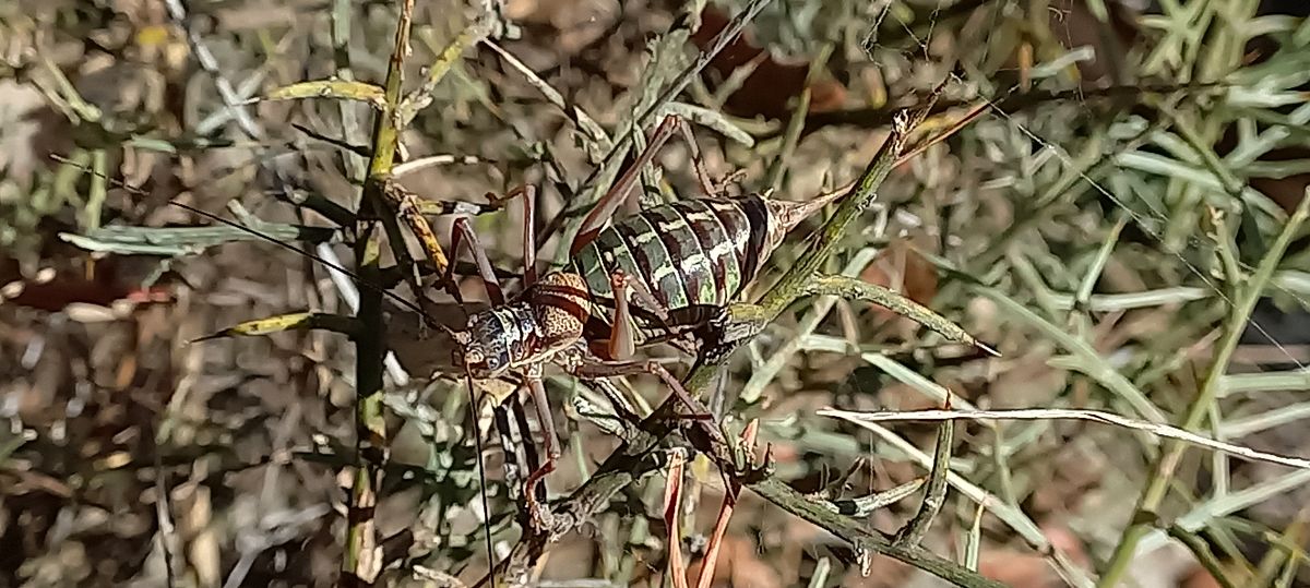 Ensifera no identificat  - Jordi Castilló Carretero