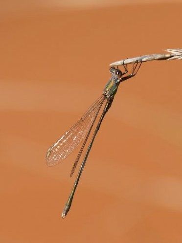 Vimetaire occidental  - Josep M. Palau Garrabou