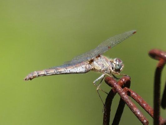Pixaví estriat  - Josep M. Palau Garrabou