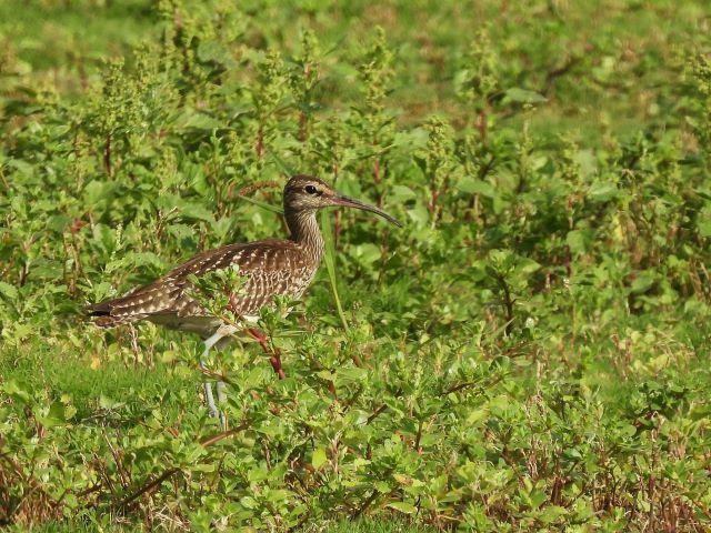 Eurasian Whimbrel  - Ignacio López González