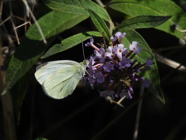 Small White  - Ignacio López González