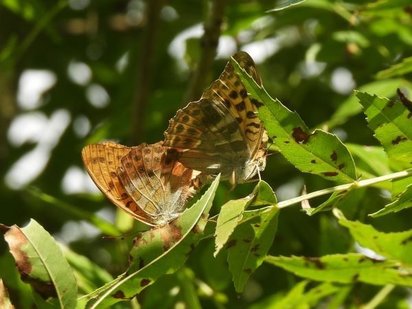 Silver-washed Fritillary  - Ignacio López González