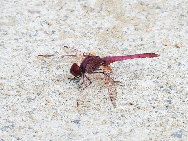 Violet Dropwing  - Ignacio López González